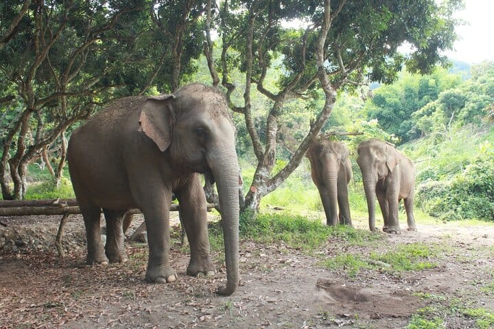Ethical Elephant Observation by Samui Elephant Sanctuary