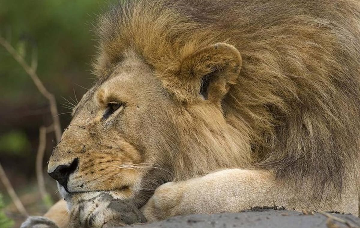 Tanzania Bush to Beach Safari Adventure