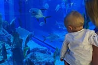 Dubai Aquarium + underwater Zoo &amp; Penguin Cove