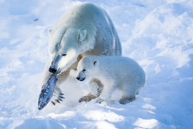 Visit to Ranua Arctic Wildlife Park - Rovaniemi photo 6