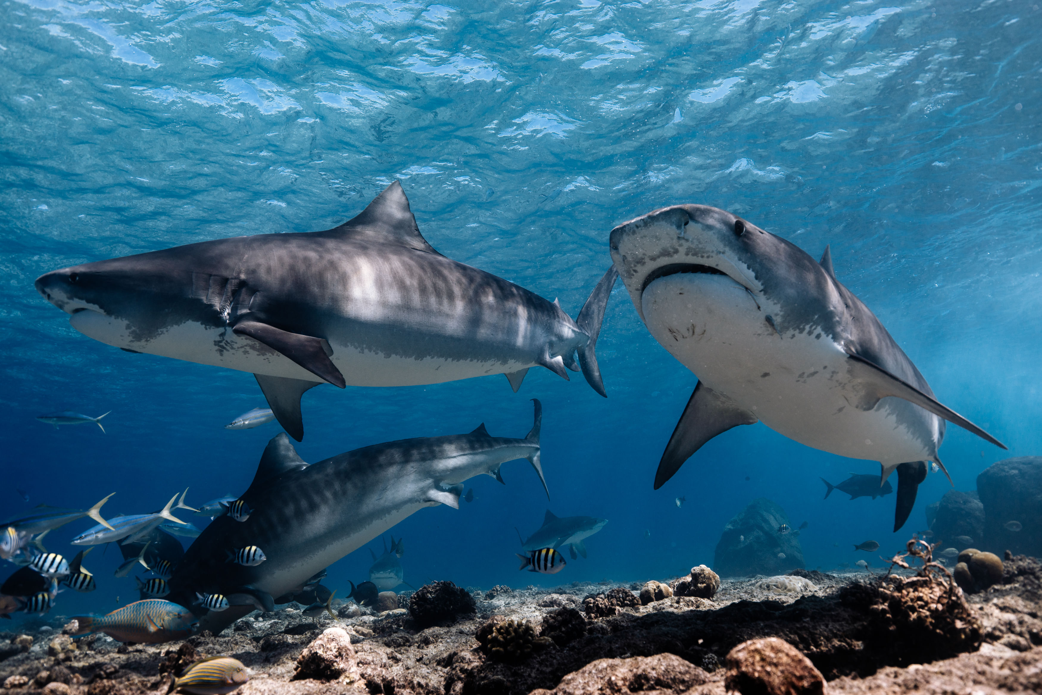 Three tiger sharks swimming on the shallow reef during a Shark Island dive trip