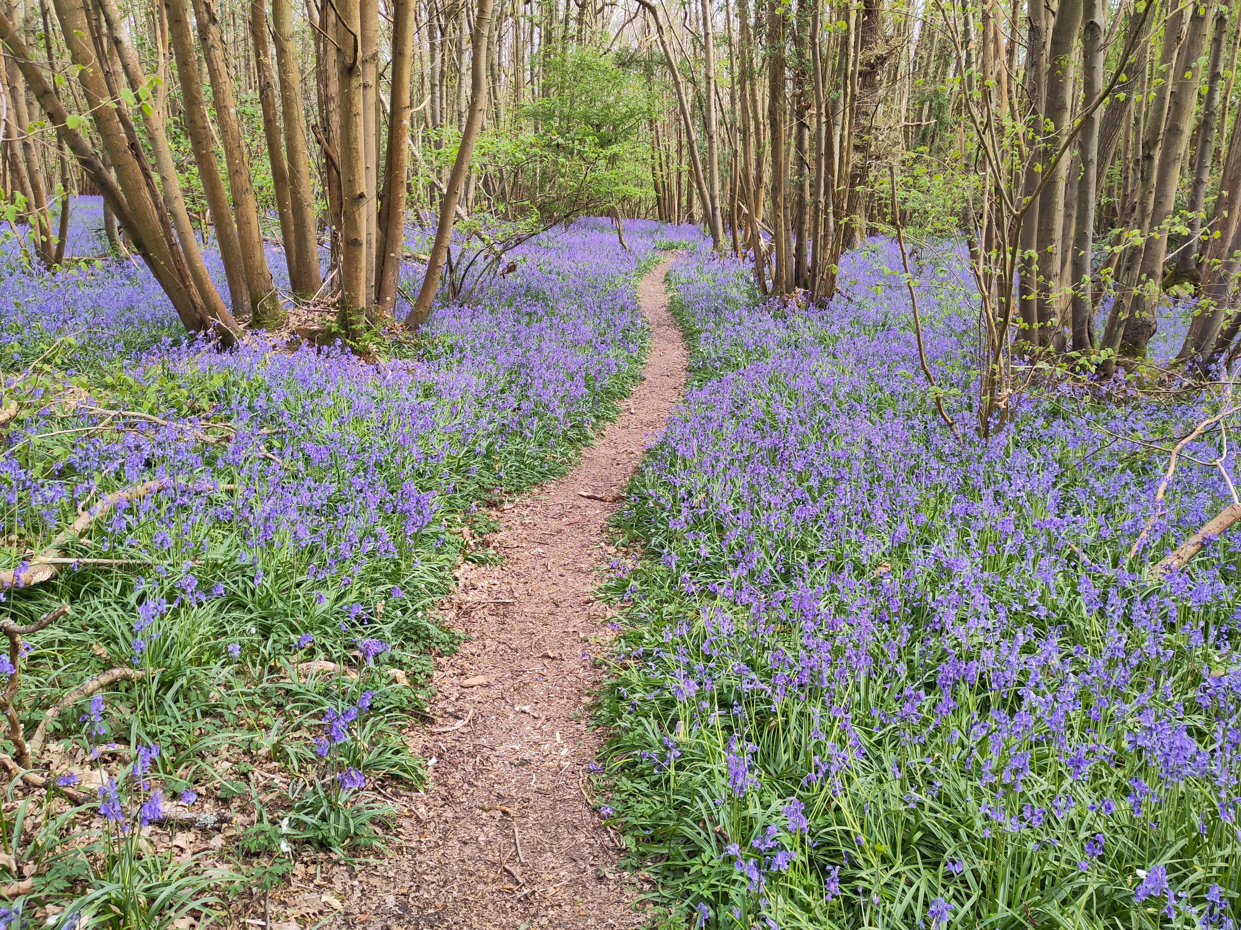 Path through woods with bluebells