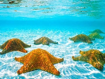 North Side Blue Channel and Starfish Snorkeling in Roatán
