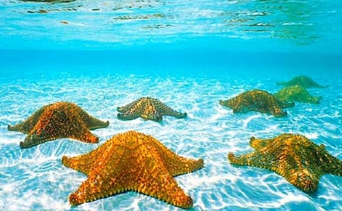 North Side Blue Channel and Starfish Snorkeling in Roatán
