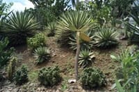 St Lucia Northern Island Tour 7