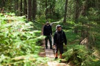 Magical Taiga Forest Hike 1