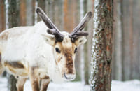 Further to the Wilderness - Rovaniemi 9