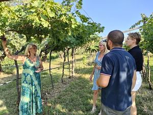 Vineyard tour and tasting of Garda Wines in Cavaion Veronese