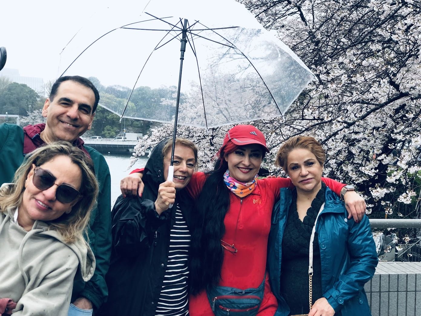 cherry blossom tokyo