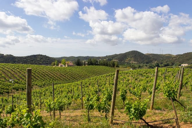 Private Algarve Wine Tour : 2 Wineries, Tastings & Tapas  6