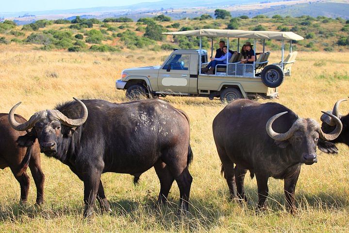 Private Big 5 Wildlife Safari & Beach Getaway in Kenya