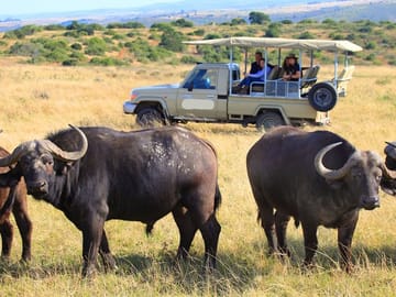 10-Day Private Big 5 Safari and Diani Beach Getaway