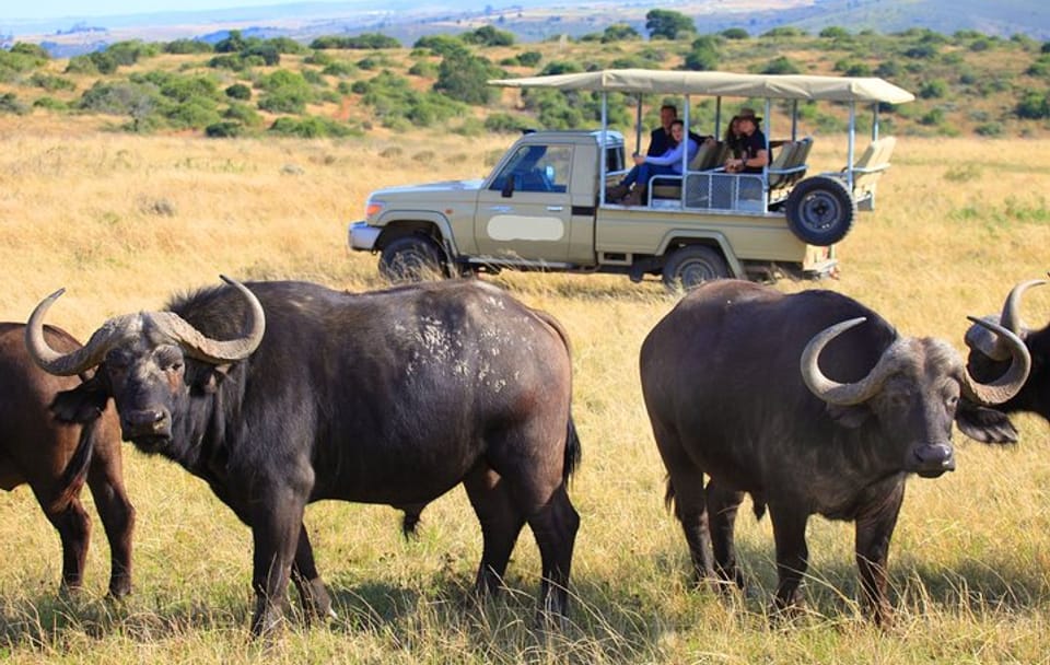 10-Day Private Big 5 Safari and Diani Beach Getaway