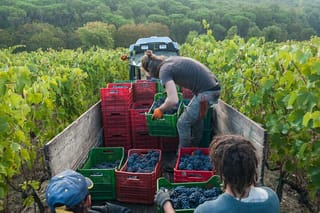 Private Half-Day Tour: Chianti Classico Wine Experience	