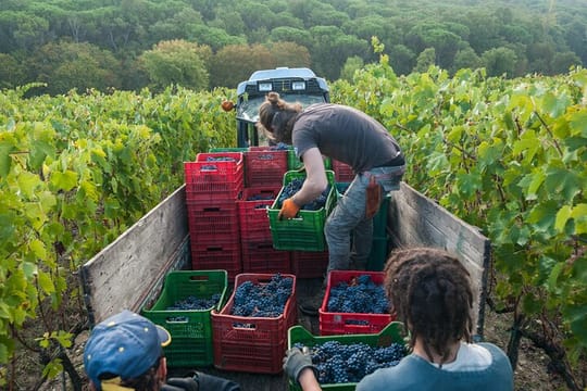 Private Half-Day Tour: Chianti Classico Wine Experience	