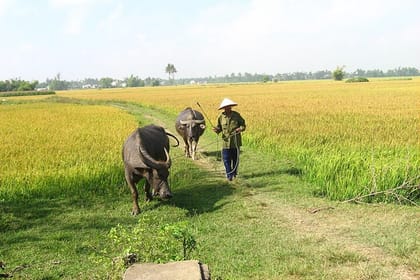 Half-day Farm To Table Adventure In Tra Que Village