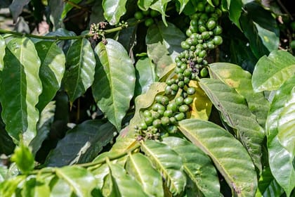 Fairview Estate Coffee Farm Tour With Pick up