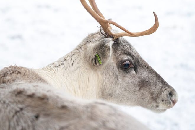 Rovaniemi: Insider Reindeer Farm Visit and Short Sleigh Ride