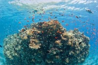 Orange bay Island by a speed boat Hurghada