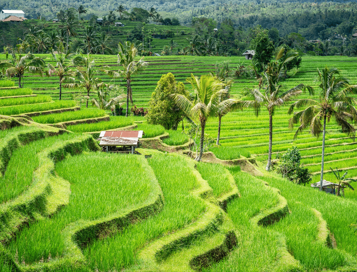 Borobudur – Prambanan Private Tour