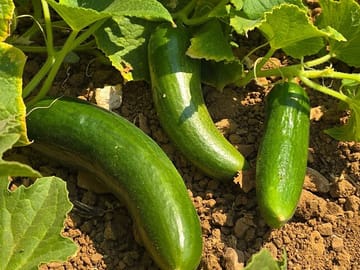 Etrim Village Turkish Cooking and Farm Experience