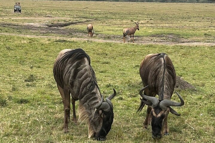 3 Days Masai Mara Midrange Group Safari