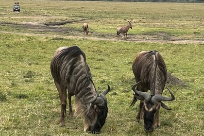 4 Days Masai Mara and Lake Nakuru Group Joining Safari