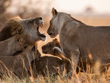 13 Days and 12 Nights Tour in Kenya and Tanzania Safari