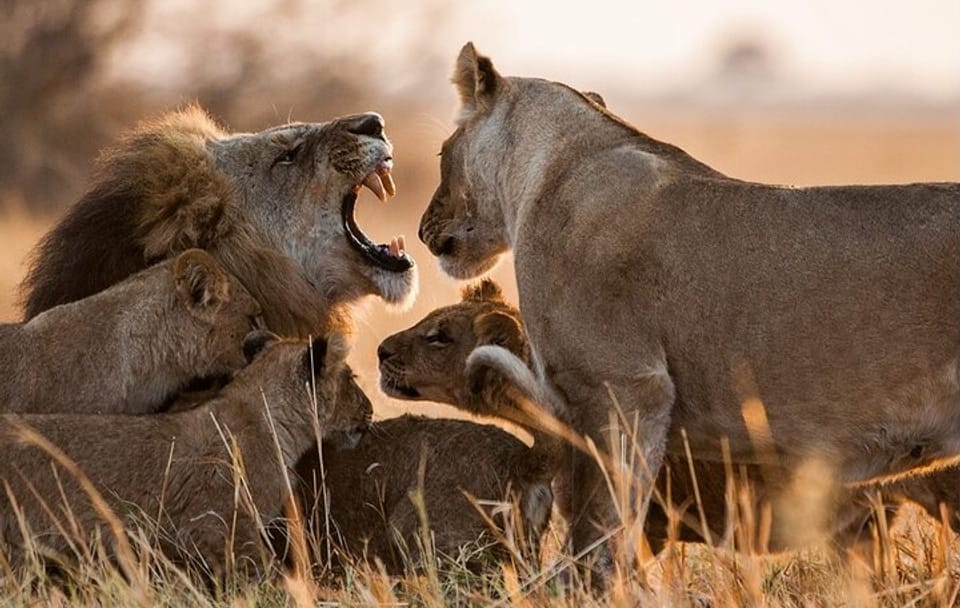 13 Days and 12 Nights Tour in Kenya and Tanzania Safari