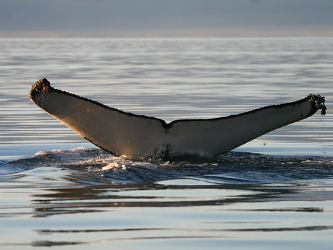 Whale Watching in Ísafjarðardjúp , photo 4