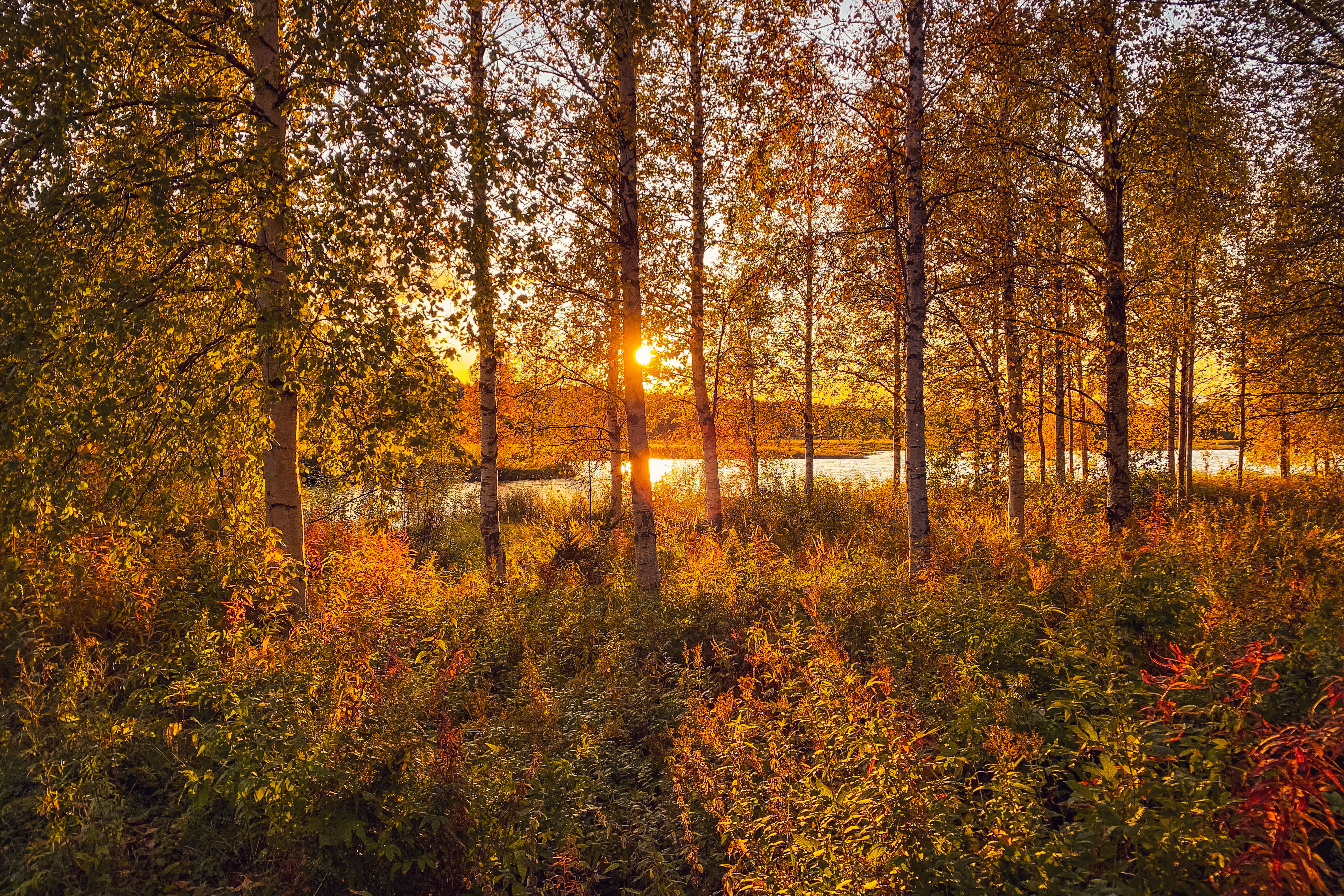 Beautiful colours of autumn in Rovaniemi