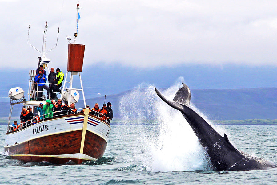 Tourists aboard the Faldur checking out the local whales