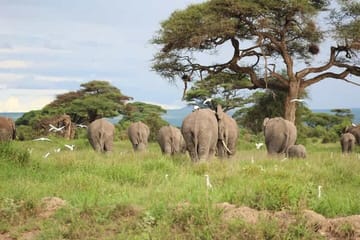 Overnight Safari to Amboseli National Park