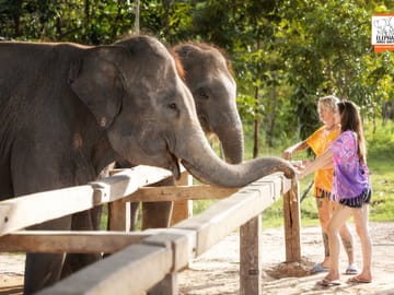 Elephant Feeding and Shower Experience in Chiang Mai