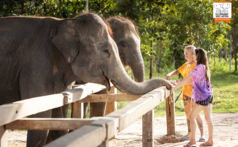 Elephant Feeding and Shower Experience in Chiang Mai