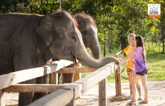 Elephant Feeding and Shower Experience in Chiang Mai