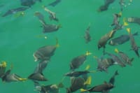 Cabo Catamaran Cruise – Arch, Snorkeling, Open Bar & Snacks 9