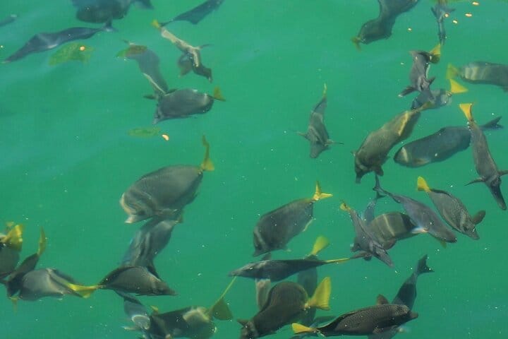 Cabo Catamaran Cruise – Arch, Snorkeling, Open Bar & Snacks 9