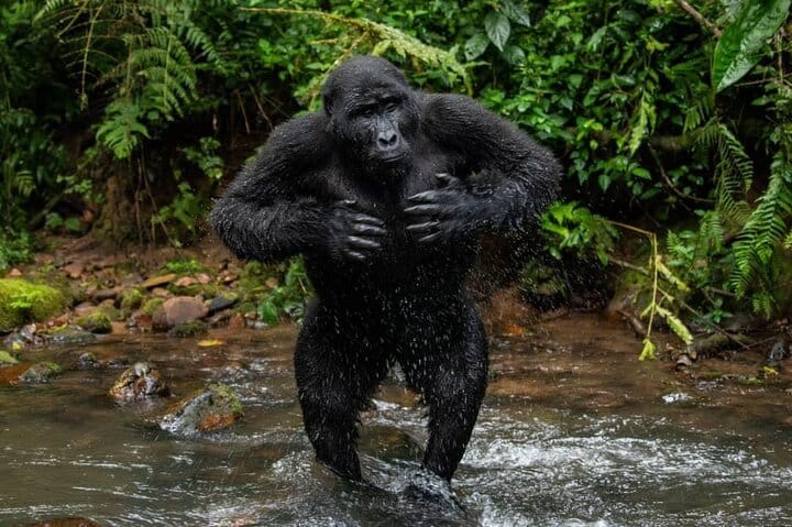 2 Days Uganda Gorilla Trek from Kigali
