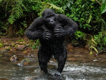 Gorilla Trekking Tour in Uganda from Kigali for 2 Days