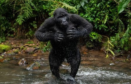 2 Days Uganda Gorilla Trek from Kigali