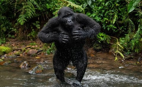 Gorilla Trekking Tour in Uganda from Kigali for 2 Days