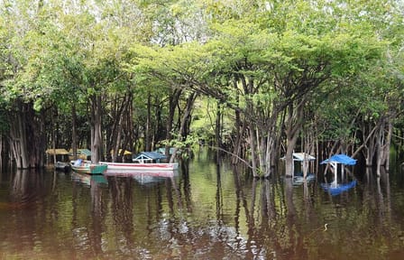 Amazon Jungle Adventure: 6-Day Tour from Manaus