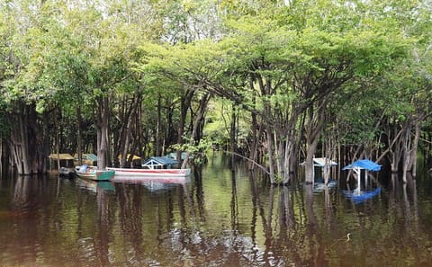 Amazon Jungle Adventure: 6-Day Tour from Manaus