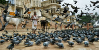 Pushkar Ghat