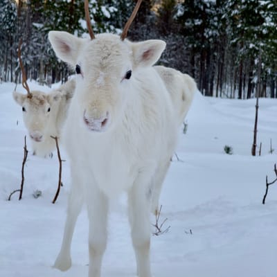 Visit a Real Reindeer Farm - Image 16