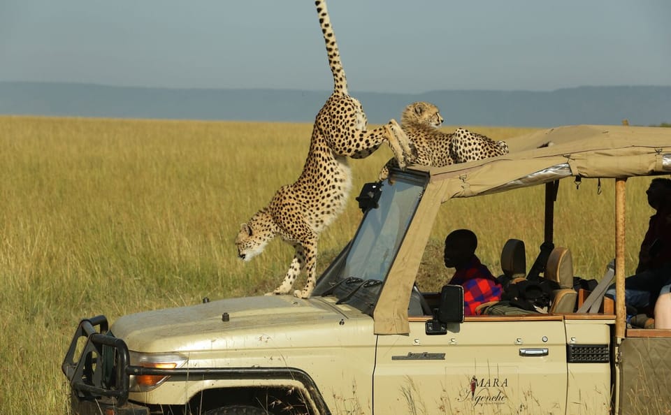 Private 3-Day Safari Experience in Maasai Mara National Reserve