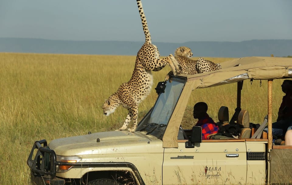 Private 3-Day Safari Experience in Maasai Mara National Reserve
