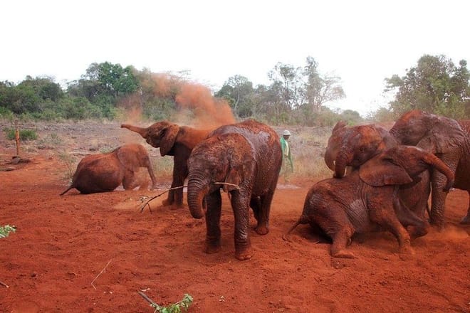 Elephant Ophanage