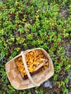 Mushroom Hunting 5